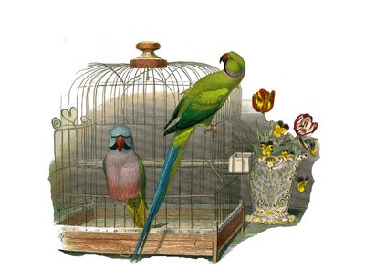 Zoologische plaat met klimmers. De parkiet heeft snorharen en de parkiet heeft een roze halsband. Illustratie uit 