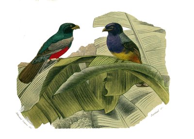 Zoologische plaat met klimmers. De roodbuik en de geelbuik. Illustratie uit 