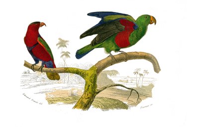 Natuurlijke Historie Plaat: Zoologische plaat met klimmers. De driekleurige lori en de groene papegaai. Plaat uit de negen delen over vogels in 