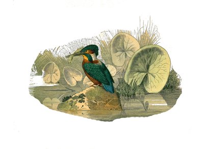 Natuurhistorische plaat: Zoologische plaat die syndactyle zangvogels voorstelt (met twee of meer samengegroeide tenen). De ijsvogel. Plaat getekend uit de negen delen over vogels in 