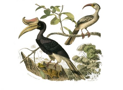 Natuurhistorisch bord: Zoologisch bord met syndactyle zangvogels door Edouard Travies