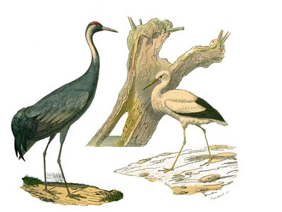 Natuurlijke Historie Plaat: Zoologische plaat met watervogels en cultrirostres (met grote, lange en sterke snavels): kraanvogel en ooievaar. Plaat uit de negen delen over vogels in 