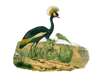 Natuurhistorisch bord: Zoologisch bord met watervogels en cultrirostrous steltlopers door Edouard Travies