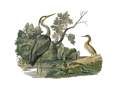 Zoologische plaat met watervogels en cultrirostrous steltlopers (met grote, lange en sterke snavels): reiger en krab. Illustratie uit 