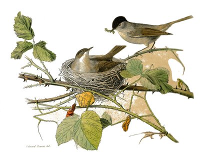 Natuurhistorische plaat: Zoologische plaat die tandbekken zangvogels voorstelt (met inkeping). De zwartkop havik (nest en rups om te eten). Plaat getekend uit de negen delen over vogels in 