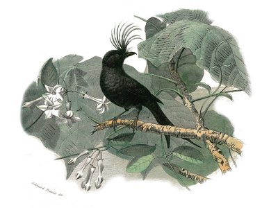 Natuurhistorische plaat: Zoologische plaat die tandbekken zangvogels voorstelt (met inkeping). De drongo. Plaat getekend uit de negen delen over vogels in 