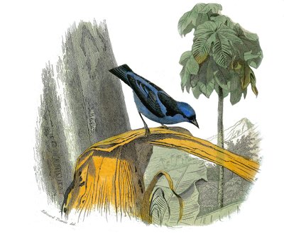 Natuurhistorische plaat: Zoologische plaat die dentirostrous zangvogels (met inkeping) voorstelt. De blauwe pitpit. Plaat getekend uit de negen delen over vogels in 