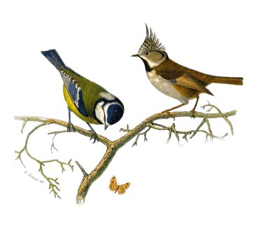 Natuurhistorische plaat: Zoologische plaat die dentirostrous zangvogels (met inkeping) voorstelt. De blauwe mees en de kuifmees. Plaat getekend uit de negen delen over vogels in 
