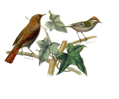 Zoologische plaat met dentirostrous zangvogels (met inkeping). De nachtegaal en de koning. Illustratie uit 