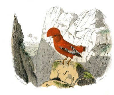 Natuurhistorische plaat: Zoölogische plaat die dentirostrous zangvogels (met inkeping) voorstelt. De haan. Plaat getekend uit de negen delen over vogels in 