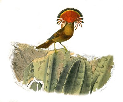 Natuurhistorische plaat: Zoologische plaat met dentirostrous zangvogels (met echancre). Koning van de vliegen. Plaat getekend uit de negen delen over vogels in “Werken compleet van Buffon” geschreven door natuuronderzoeker Georges Louis Leclerc, Graaf van  door Edouard Travies