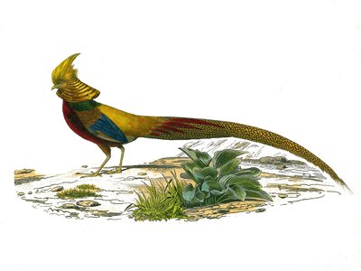 Natuurlijke Historie Plaat: Zoologische plaat met gallinaceeën: de Chinese gouden fazant. Plaat uit de negen delen over vogels in 