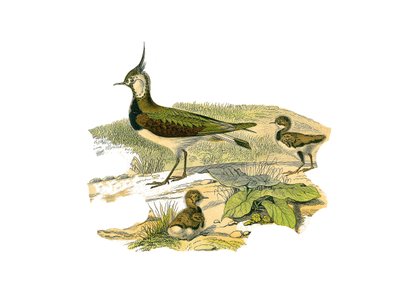 Natuurhistorische plaat: Zoologische plaat die de langbekkige steltlopers voorstelt: het lam en zijn jong. Plaat getekend uit de negen delen over vogels in 