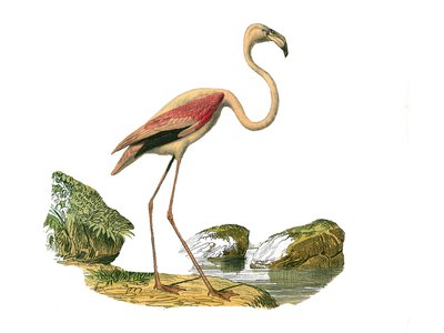 Zoologische plaat met longirostrous steltlopers (met lange en slanke snavel): de roze flamingo. Illustratie uit 