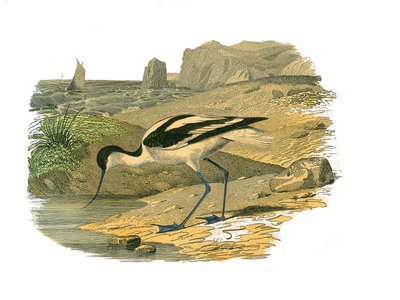 Natuurhistorische plaat: Zoölogische plaat die steltlopers met lange snavels toont door Edouard Travies