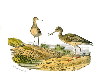 Natuurhistorische plaat: Zoologisch bord met steltlopers door Edouard Travies