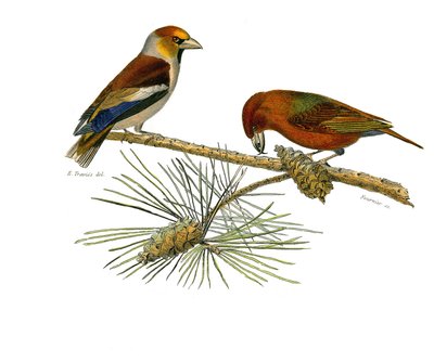 Natuurlijke Historie Plaat: Zoologische plaat met conirostrous zangvogels (kegelvormige snavel). Grote snavel (Grosbeak) en Kruissnavel (Crossbill). Plaat uit de negen delen over vogels in 