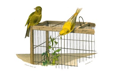 Natuurlijke Historie Plaat: Zoologische plaat met conirostrous zangvogels (kegelvormige snavel). De Canarische Eilanden. Plaat uit de negen delen over vogels in 