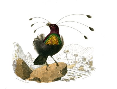 Natuurlijke Historie Plaat: Zoologische plaat met conirostrous zangvogels (kegelvormige snavel). De sifilet. Plaat uit de negen delen over vogels in 