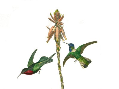 Natuurhistorische plaat: Zoologische plaat die kegelbekige zangvogels voorstelt. Granaathoningvogel en Jacobijnse vliegervogel. Plaat getekend uit de negen delen over vogels in 