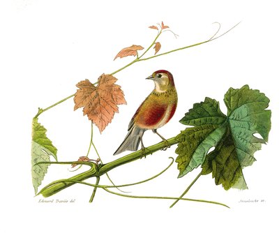 Natuurhistorische plaat: Zoologische plaat die conirostrous zangvogels (kegelvormige snavel) voorstelt. De linotte. Plaat getekend uit de negen delen over vogels in 