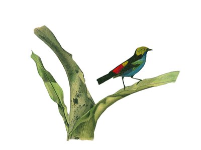 Natuurhistorische plaat: Zoologische plaat die conirostrous zangvogels (kegelvormige snavel) voorstelt. Plaat getekend uit de negen delen over vogels in 