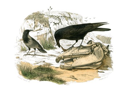 Natuurhistorisch bord: Zoologisch bord met conirostrische zangvogels (kegelvormige snavel). De raaf. Plaat uit de negen delen over vogels in 