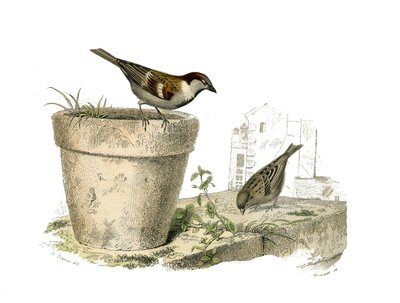 Natuurlijke geschiedenis bord: Zoologisch bord met conirostrous zangvogels (kegelvormige snavel). De mussen. Plaat uit de negen delen over vogels in 