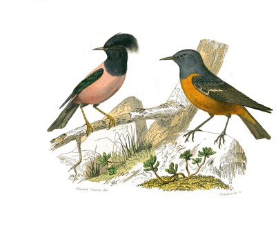 Natuurhistorisch bord: Zoologisch bord met conirostrale zangvogels door Edouard Travies