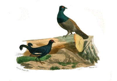 Natuurhistorisch bord: Zoologisch bord met hoendervogels: gevorkte staarttetra