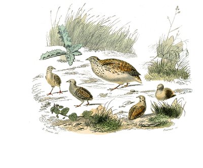Natuurhistorische plaat: Zoologische plaat die hoenderachtigen voorstelt: kwartel. Plaat getekend uit de negen delen over vogels in 