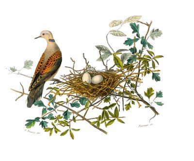 Natuurhistorische plaat: Zoologische plaat die hoendervogels voorstelt: de duif bij zijn nest. Plaat getekend uit de negen delen over vogels in 