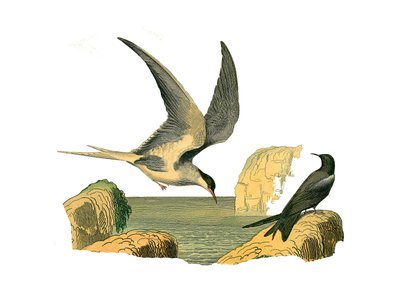 Natuurlijke Historie Plaat: Zoologische plaat met longipens (of lange zeilboten, vogels van de open zee). De garinsteen en de vogelverschrikker. Plaat uit de negen delen over vogels in 