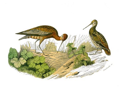 Natuurhistorisch bord: Zoologisch bord met de longirostrous schaduw door Edouard Travies