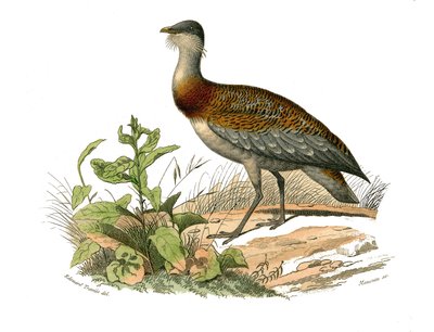 Natuurhistorische plaat: Zoologische plaat die steltlopers voorstelt: de trap. Plaat getekend uit de negen delen over vogels in 