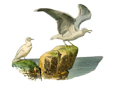 Natuurlijke Historie Plaat: Zoologische plaat met totipalms (onderwater vissen). De witte meeuw en de grijze mantelmeeuw. Plaat uit de negen delen over vogels in 