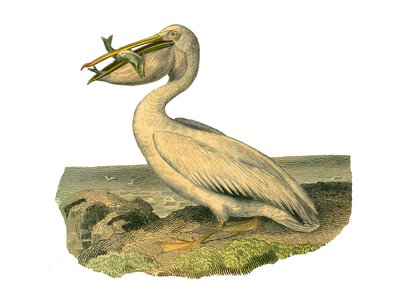 Zoologische plaat met totipalms (onderwater vissen). De witte pelikaan. Illustratie uit 