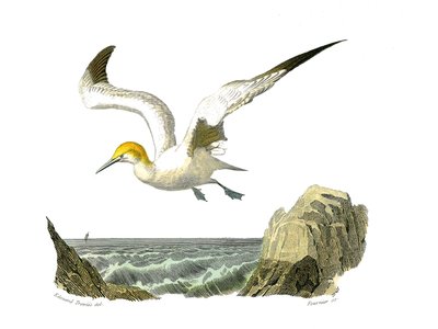 Natuurhistorische plaat: Zoölogische plaat die totipalmen voorstelt (onderwater vissen). De bassan. Plaat getekend uit de negen delen over vogels in 