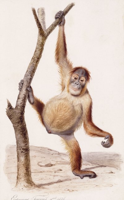 Orang-oetan, 1836 door Edouard Travies