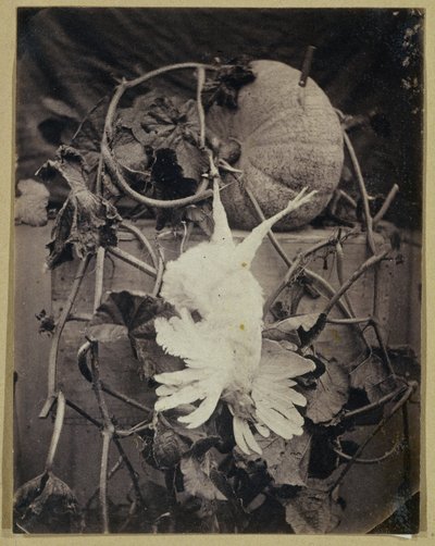 Stilleven met dode vogel en pompoen door Eduard Isaac Asser