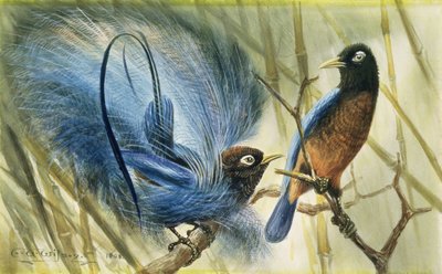 Blauwe vogel van het Paradijs, 1909 door Edward Adrian Wilson