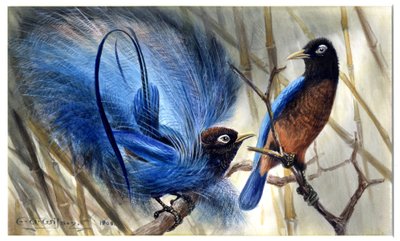 Blauwe paradijsvogel door Edward Adrian Wilson