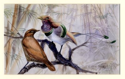 Koningsvogel van het Paradijs, 1909 door Edward Adrian Wilson
