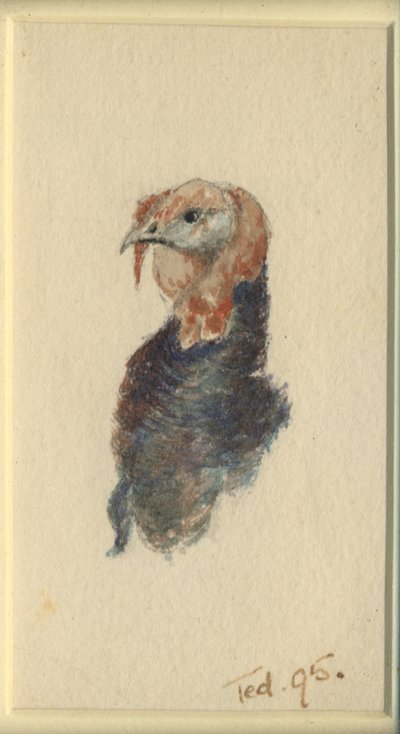 Studie van een kalkoen, 1895 door Edward Adrian Wilson