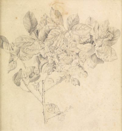 Studie voor appelboomgaard door Edward Burne Jones