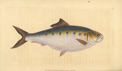 Elft, Alosa alosa (Elft, Clupea alosa). Handgekleurde koperplaat getekend en gegraveerd door Edward Donovan uit zijn Natural History of British Fishes, Donovan en F.C. en J. Rivington, Londen door Edward Donovan