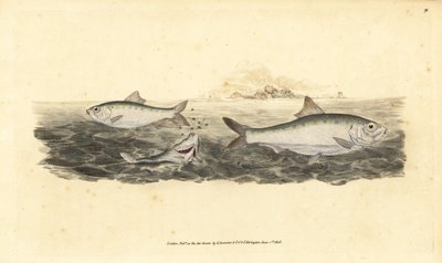 Elft, Alosa alosa door Edward Donovan