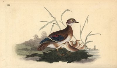 Carolina-eend (vrouwelijk en jong). Handgekleurde kopergravure getekend en gegraveerd door Edward Donovan uit zijn Natural History of British Birds, Londen door Edward Donovan