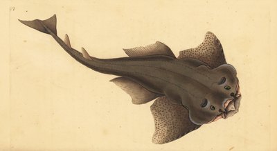Engelhaai, Squatina squatina. Kritiek bedreigd. (Engel haai, Squallus squatinus). Handgekleurde koperplaat getekend en gegraveerd door Edward Donovan uit zijn Natural History of British Fishes, Donovan en F.C. en J. Rivington, Londen door Edward Donovan