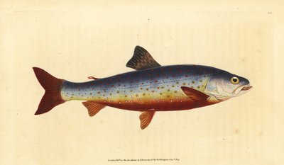 Arctische zalm, Salvelinus alpinus alpinus. Handgekleurde koperplaat getekend en gegraveerd door Edward Donovan uit zijn Natural History of British Fishes, Donovan en F.C. en J. Rivington, Londen door Edward Donovan